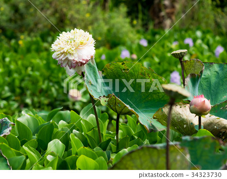 Water lotus Water lotus 34323730