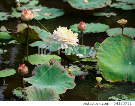 Water lotus Water lotus 34323731