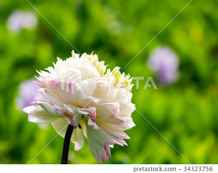 Water lotus 34323756