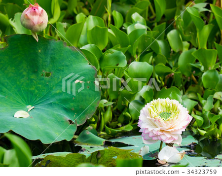 Water lotus 34323759