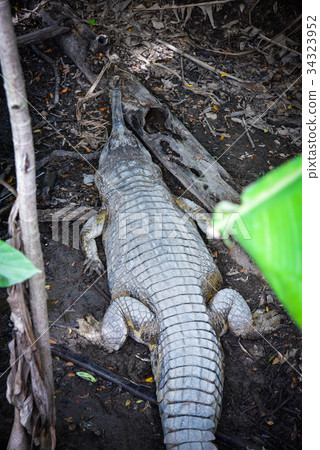 Gavial Gavial 34323952