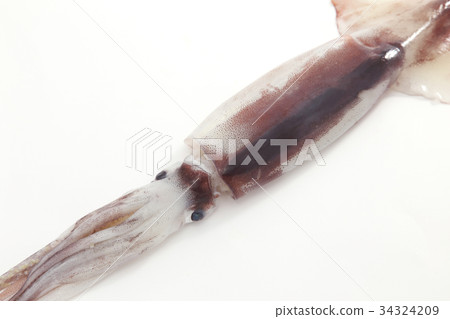魷魚 魷魚 34324209