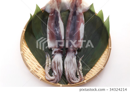 魷魚 魷魚 34324214