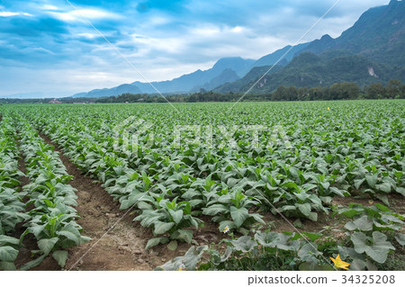 Tobacco field plantation under blue sky Tobacco field plantation under blue sky 34325208