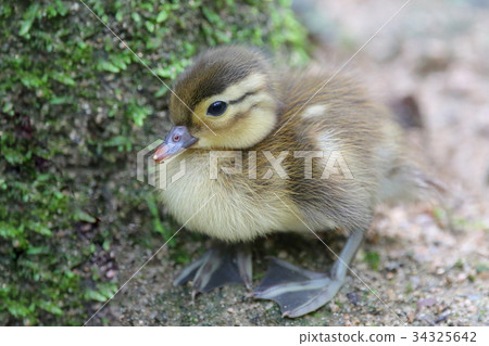 A bird A bird 34325642
