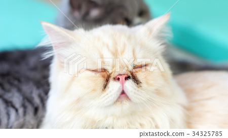 the face of white dirty Persian kitten. 34325785