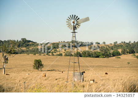 Cows and a windmill in the countryside. Cows and a windmill in the countryside. 34325857