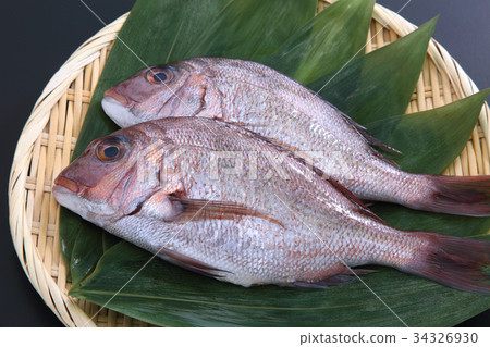 魚_海鮮 海水魚 鯛魚 照片 真鯛 鯛魚 鯛 首頁 照片 魚_海鮮 海水魚