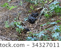 Deer feces left by the field 34327011