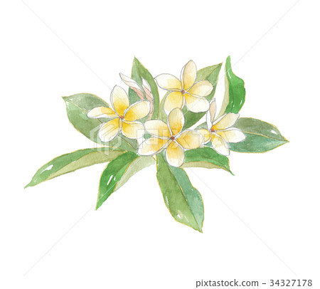 Plumeria 34327178