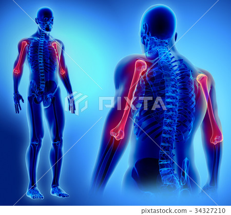 3D illustration of Humerus, medical concept. 34327210