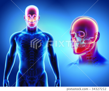 3D illustration of skull - part of human skeleton. 34327212