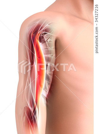 Medical Graphic background, Bicep Muscular. 34327216