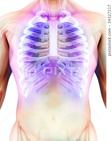 3D illustration of Ribs, medical concept. 3D illustration of Ribs, medical concept. 34327217