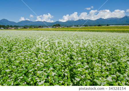 Shinshu scenery buckwheat flowers and Yatsugatake Haramura, Nagano Prefecture Shinshu scenery buckwheat flowers and Yatsugatake Haramura, Nagano Prefecture 34328154
