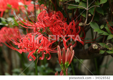 Cluster amaryllis Cluster amaryllis 34328582