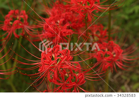 Masanosha Masanosha 34328583