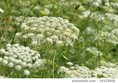 植物:Anmi Mayus Seriaceae 植物:Anmi Mayus Seriaceae 34329006
