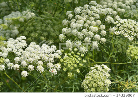 植物:Anmi Mayus Seriaceae 植物:Anmi Mayus Seriaceae 34329007