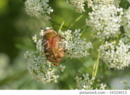 Insects: Anemoneidae Anmi-Mayus Seriaceae 34329013