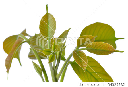 leaves Sentul leaves Sentul 34329582