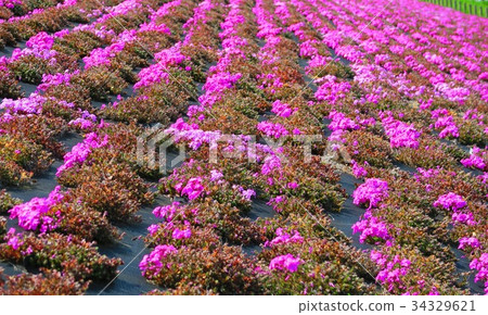 Landscape of Shibazakura of Arakawa Riverbed Landscape of Shibazakura of Arakawa Riverbed 34329621