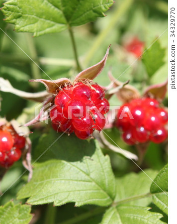 Nawashiroichi沒有山藥 34329770