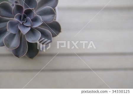 多肉 豐滿 肉質植物 34330125