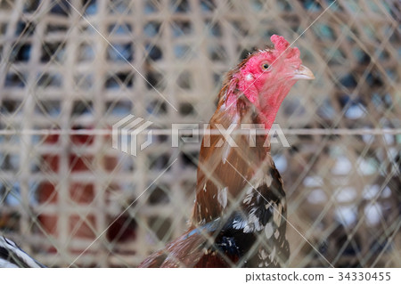 Fighting cock 34330455