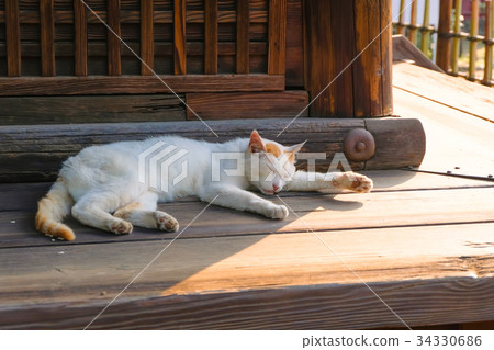 一隻遠離太陽的貓 一隻遠離太陽的貓 34330686