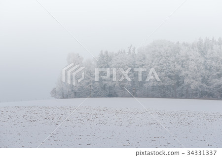 foggy winter landscape - frosty trees 34331337