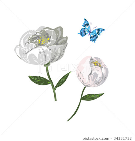 Floral elements of white peony with butterfly Floral elements of white peony with butterfly 34331732