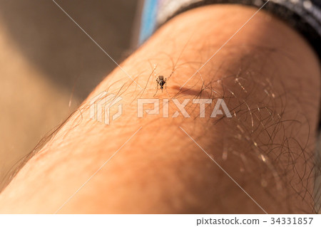 Blood sucking mosquitoes 34331857