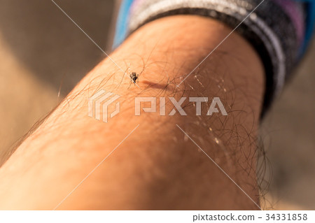 Blood sucking mosquitoes Blood sucking mosquitoes 34331858
