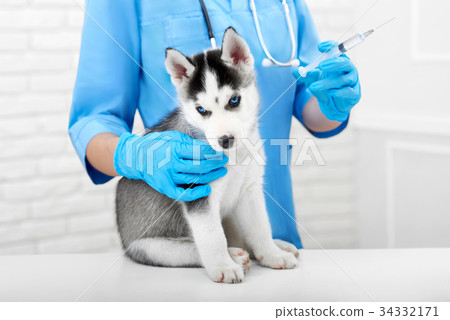 Veterinarian doing injection with prick for puppy. Veterinarian doing injection with prick for puppy. 34332171