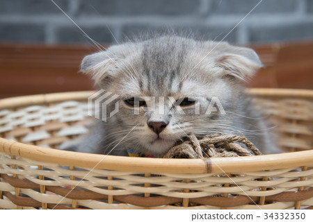 Cute Scottish Cat sleepy in basket 34332350