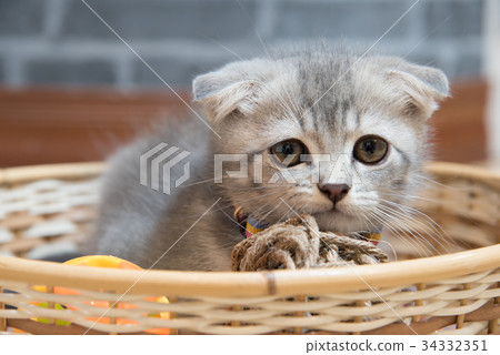 Cute Scottish Cat lay in basket 34332351
