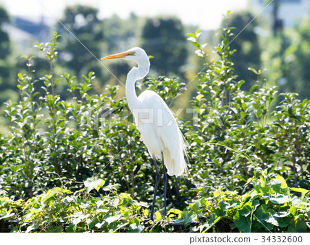White Heron perching on a fence 34332600