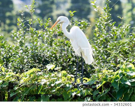 White Heron perching on a fence 34332601