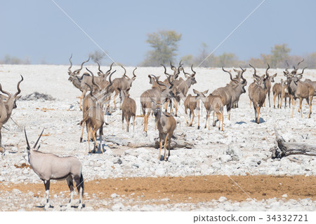 Herd of Kudu walking in the Namibian desert 34332721