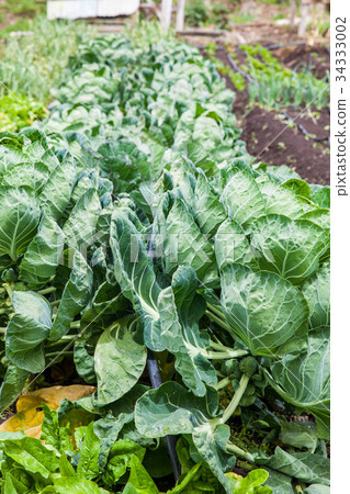 Brussels sprouts plant at cultivation field Brussels sprouts plant at cultivation field 34333002