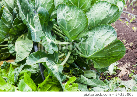 Brussels sprouts plant at cultivation field Brussels sprouts plant at cultivation field 34333003