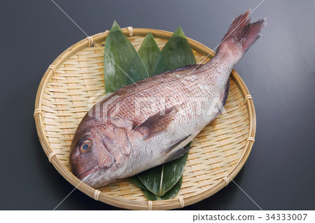  海鯛 34333007