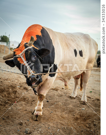 Bull fighting in Fujairah Bull fighting in Fujairah 34333016