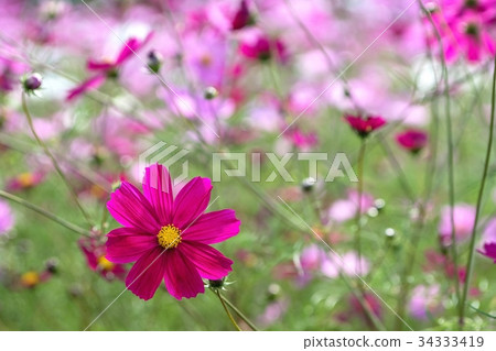 Cosmos Abashiri Lake Gion site 34333419