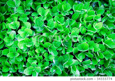 green foliage texture, leaf nature background green foliage texture, leaf nature background 34333774