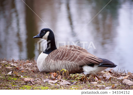 Canada goose bird Canada goose bird 34334152