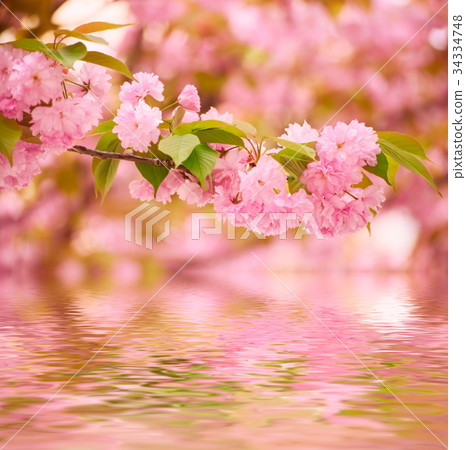 Sakura flowers blooming Sakura flowers blooming 34334748