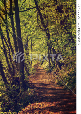 Dark moody forest Dark moody forest 34334752