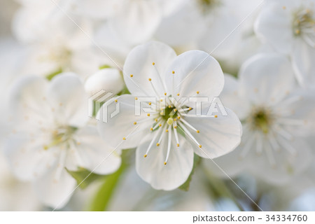 Cherry spring flowers Cherry spring flowers 34334760
